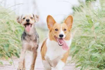 600 watts sukhig solar street light (Discount)AlabaMarket247 - Alaba International Market Online Store